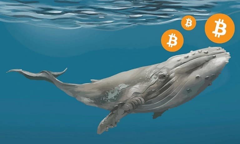 نهنگ ارز دیجیتال چیست و چه تاثیری بر قیمت بیت کوین دارد